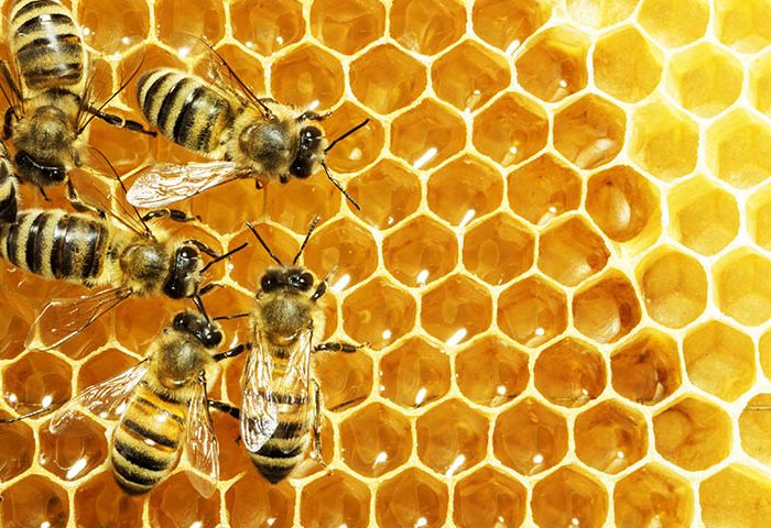 World Honey Bee Day: Celebrating Nature’s Tiny Heroes
